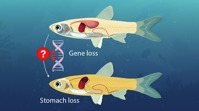 胃を持たない魚類が失った遺伝子を特定